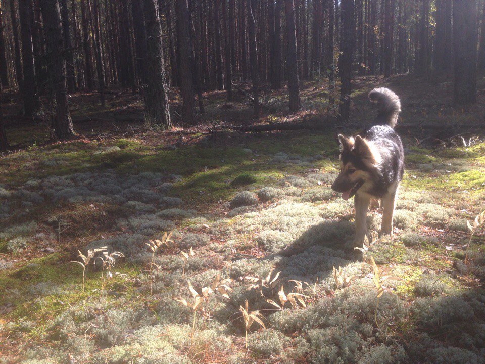 Half-breed - My, Longpost, German Shepherd, Alaskan Malamute, Mestizo, Dog, cat