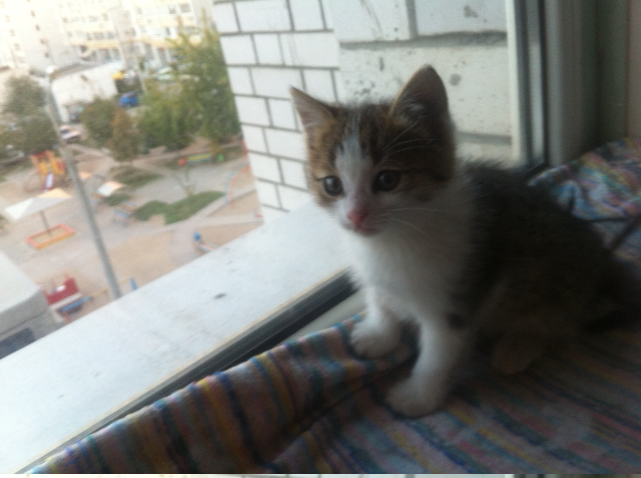 mad kittens - Volgograd, , Longpost, Help, cat, In good hands