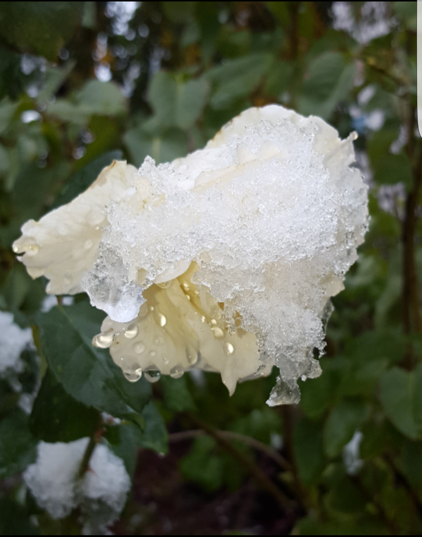 The first snow in Bishkek was on October 13. - My, Weather, Bishkek, Longpost