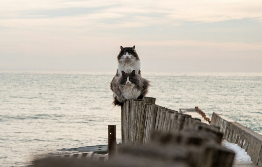 There is nothing interesting here, pass by - Photo, Sea, , cat