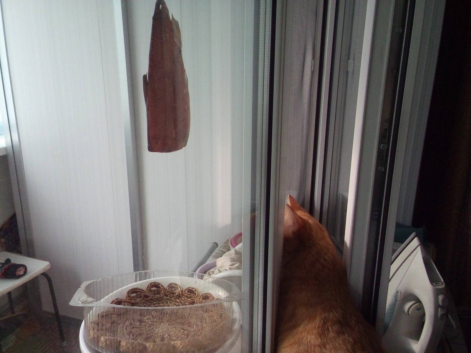 And from our window, the red fish is visible) - My, A fish, Silent hunt, cat