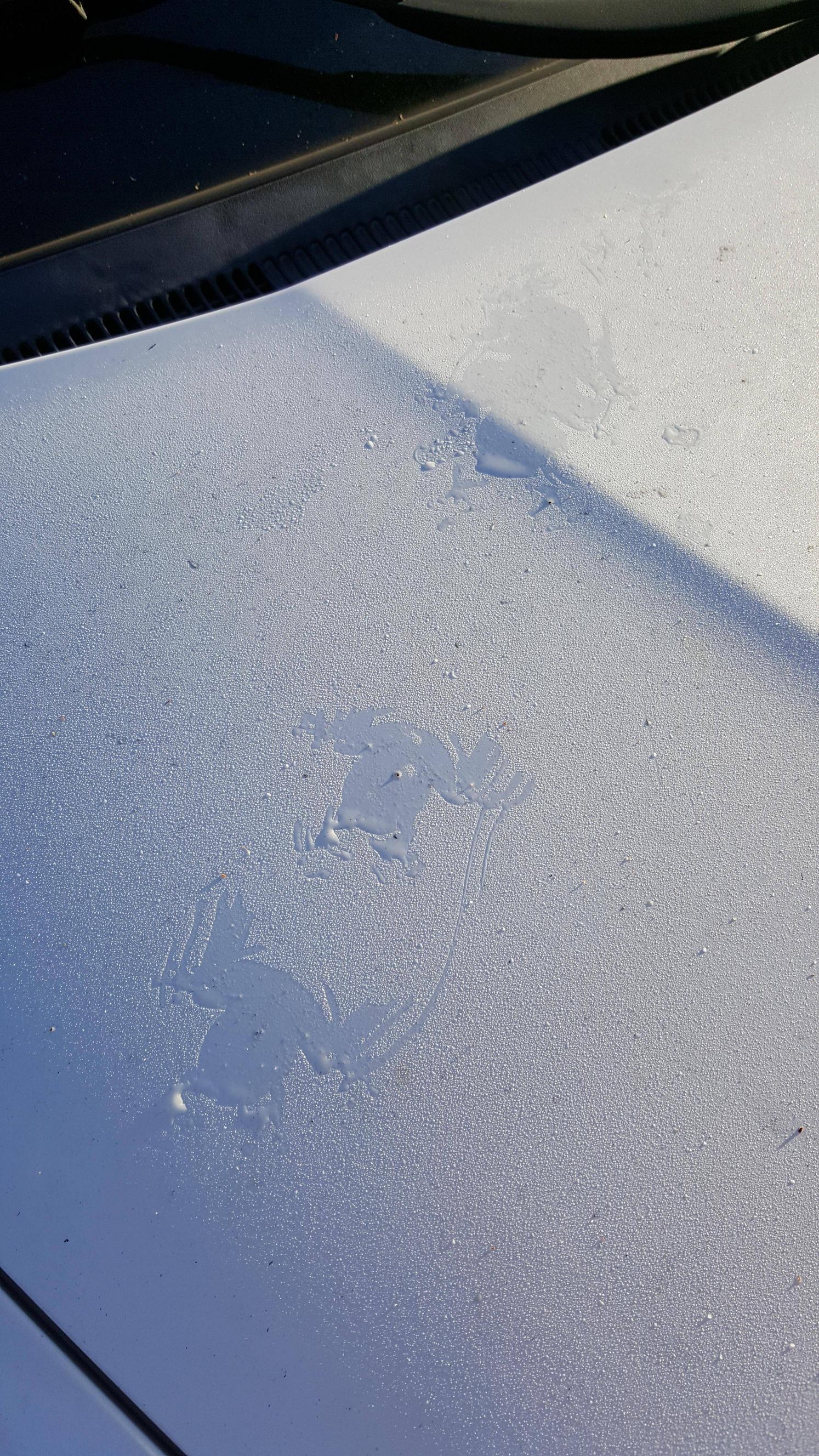 Frog traveler - Frog traveler, Car, Footprints