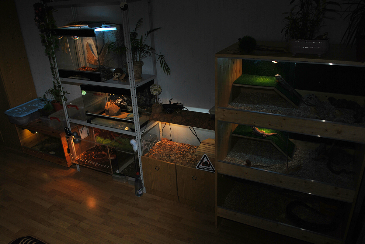 How to set up a terrarium for a lizard? - My, Lizard, , Longpost, My, Reptiles, Animals, Exotarium