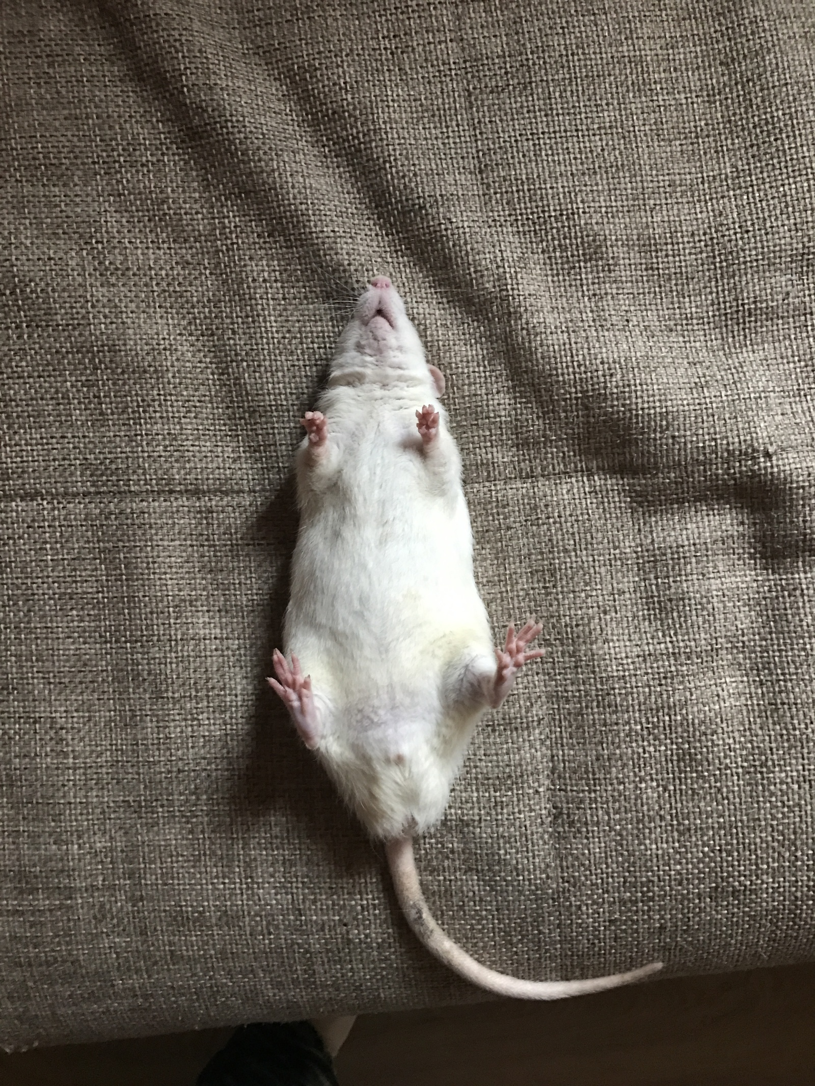 Мышь с ухом на спине фото