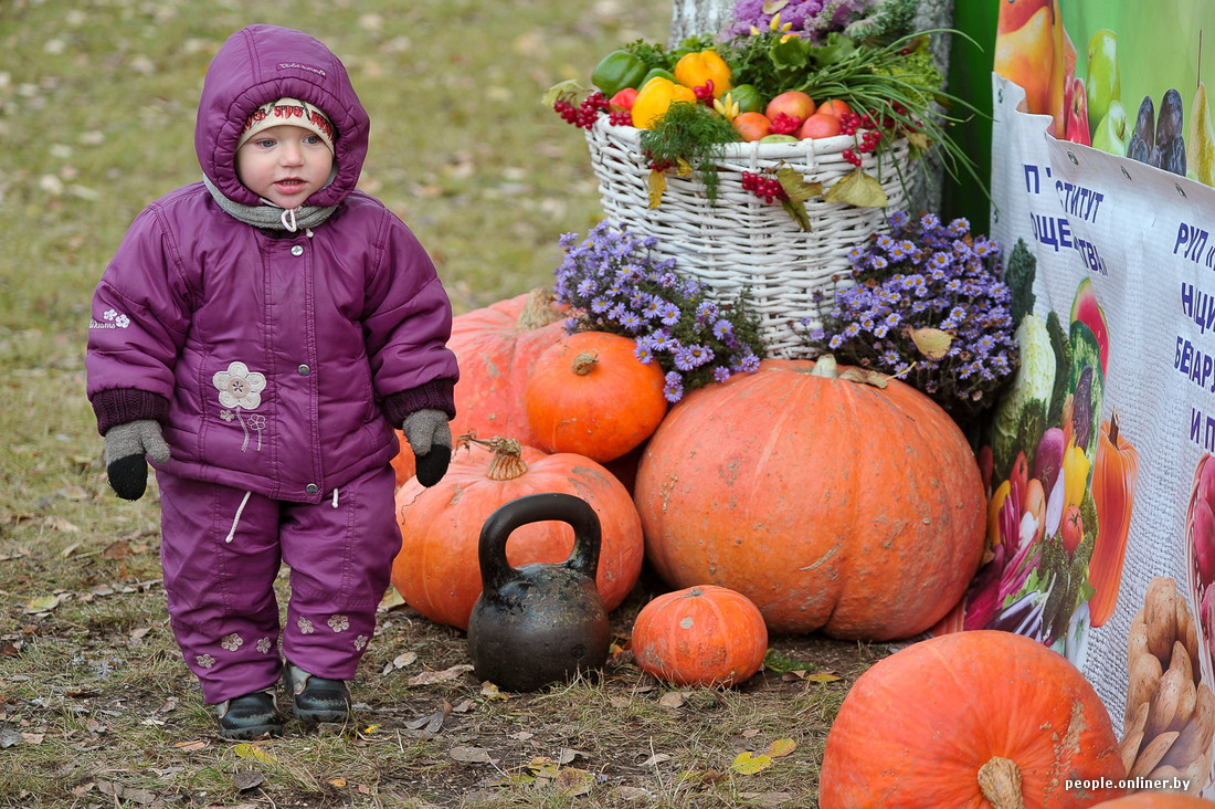 Potato holiday in Belarus - Potato, Republic of Belarus, Holidays, Food, Longpost