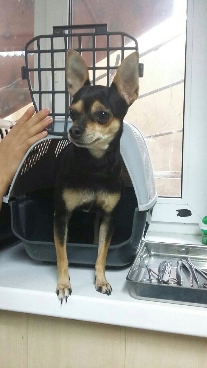 Toy Terrier Omsk - Toy Terrier, Is free, Longpost, Dog, In good hands, Omsk