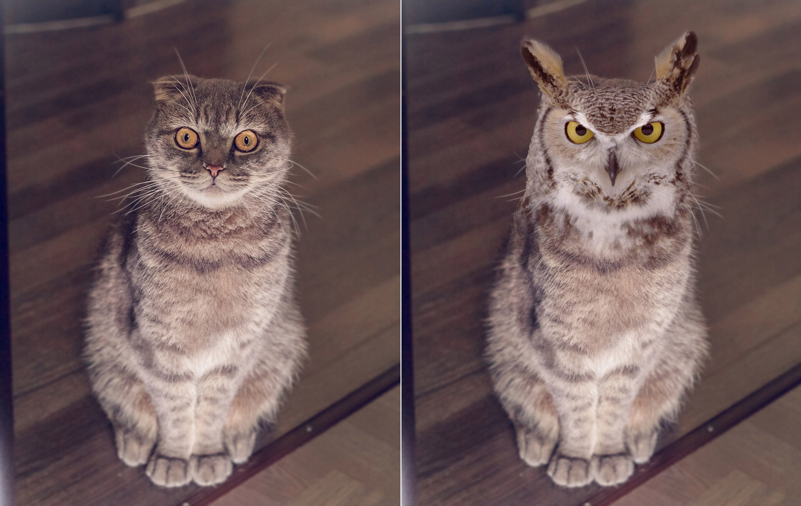 Almost Griffon - My, cat, Photo, , Photoshop