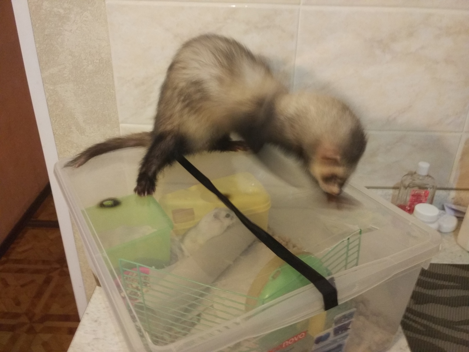 Ferret and hamster. Irresistible natural curiosity - My, Ferret, Hamster, Longpost, Cunyi, Experiment, Acquaintance