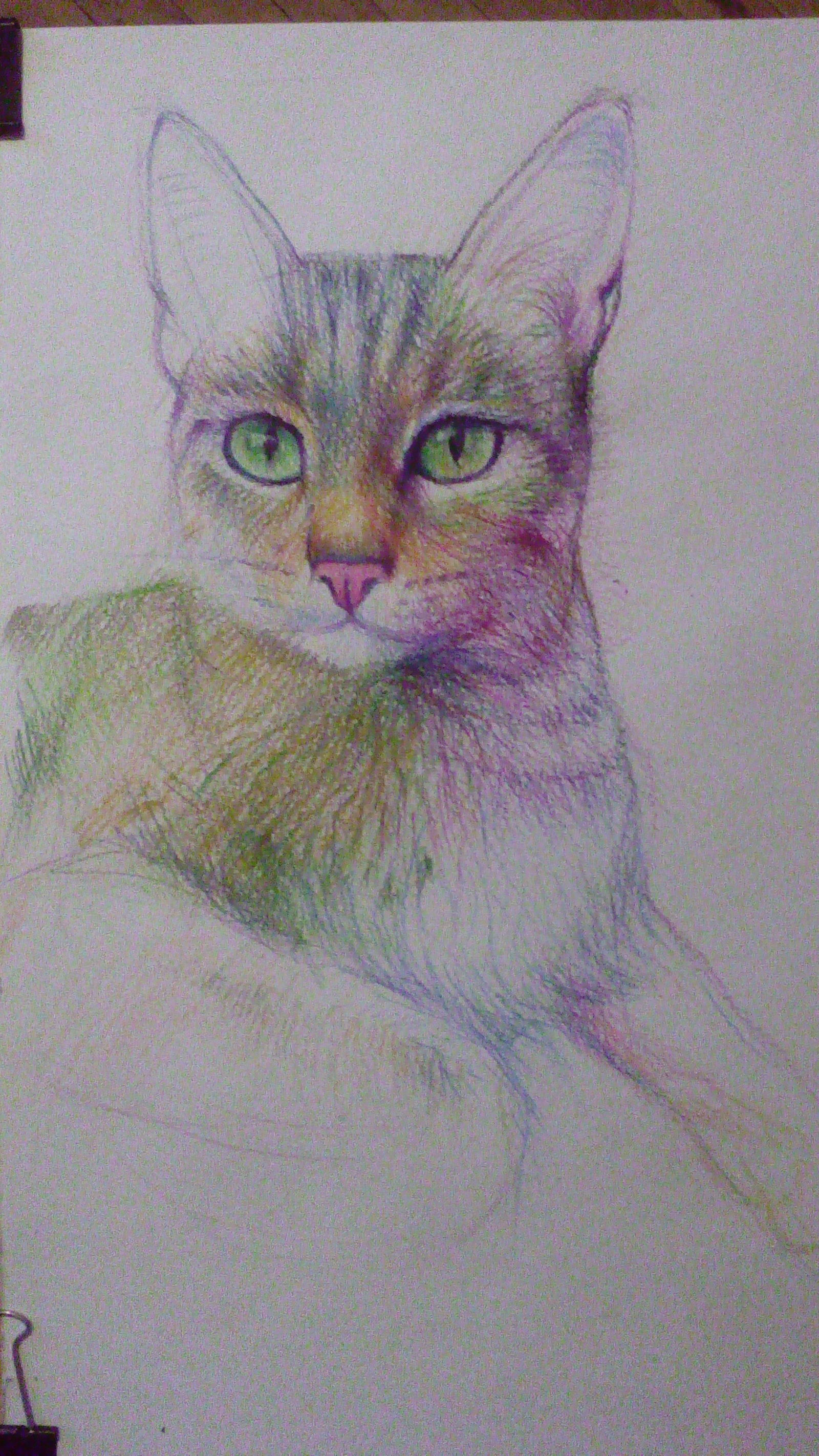 Sonya - My, Drawing, cat, Graphics, Art, Longpost