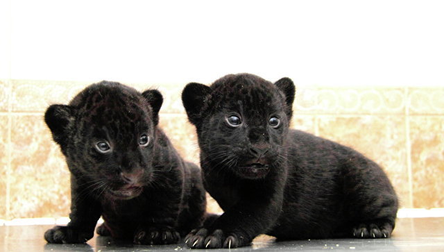 2 black jaguars were born in the Nizhny Novgorod zoo - cat, Zoo, Milota