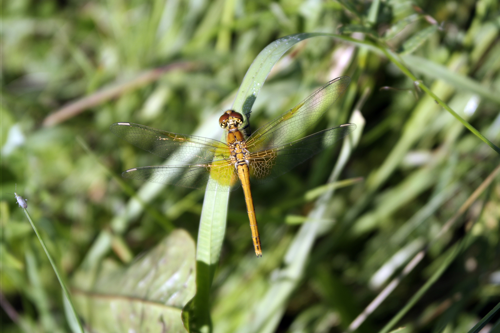 Dragonfly - My, Dragonfly, Photo, Summer