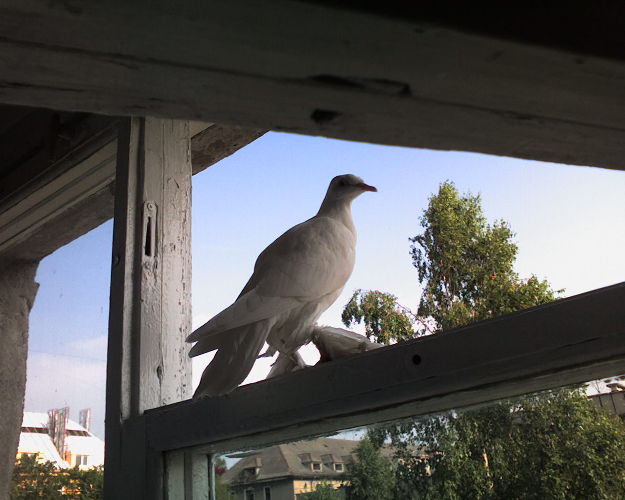 Pigeon - My, Pigeon, Window