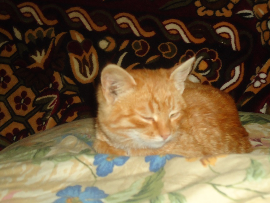 My personal Cotoland 46 - My, cat, Shelter, Help, Lipetsk, Kindness, Longpost