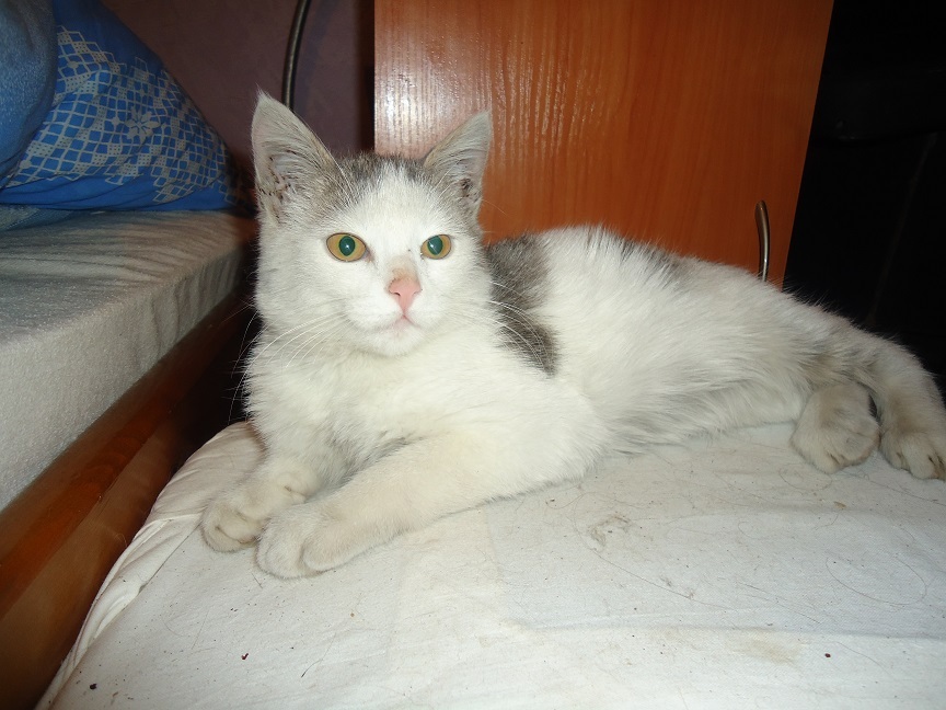 My personal Cotoland 46 - My, cat, Shelter, Help, Lipetsk, Kindness, Longpost