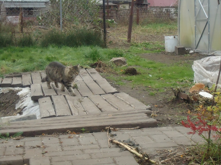 My personal Cotoland 46 - My, cat, Shelter, Help, Lipetsk, Kindness, Longpost