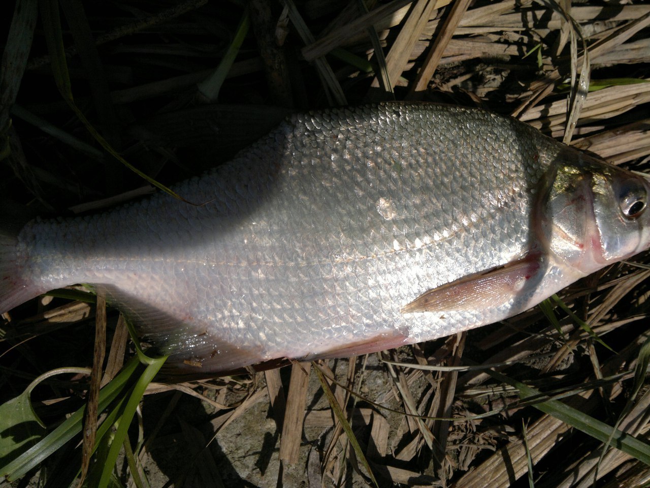 Ловля рыбы на Дону: секреты, снасти и техника