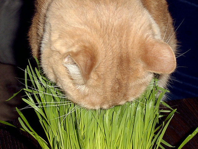 sniffed weed - cat, Grass