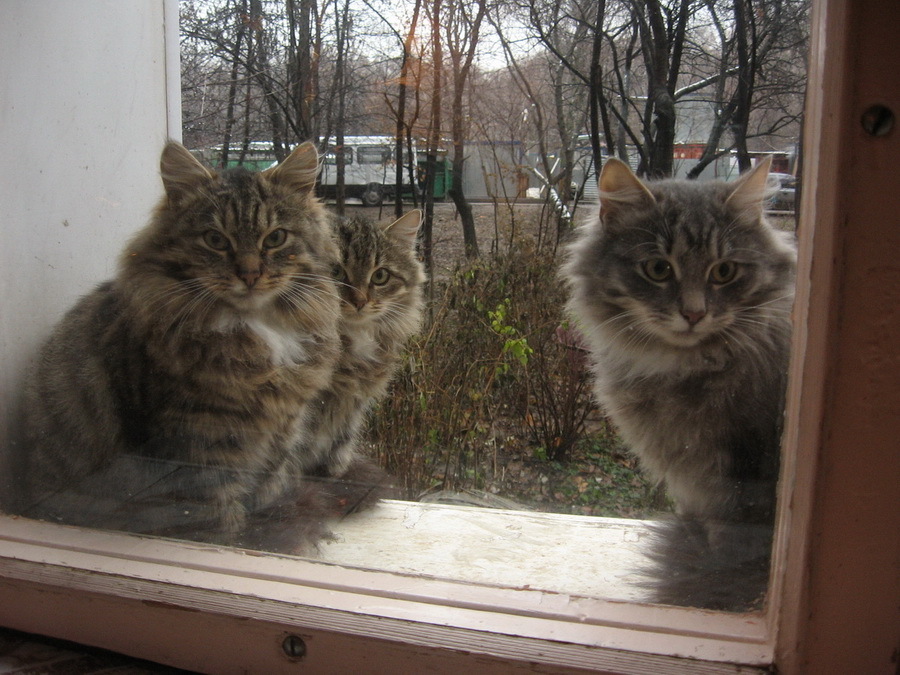 Unexpected guests outside the window - Photo, cat, Window