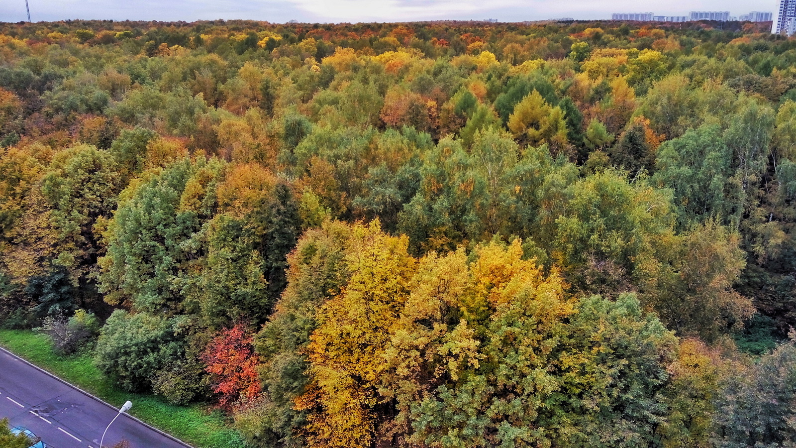 A little autumn - My, Autumn, Bitsevsky Park, Gagarin Square, Longpost