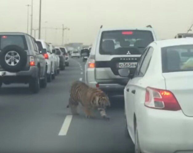 Typical Vladivostok - Tiger, Vladivostok, cat