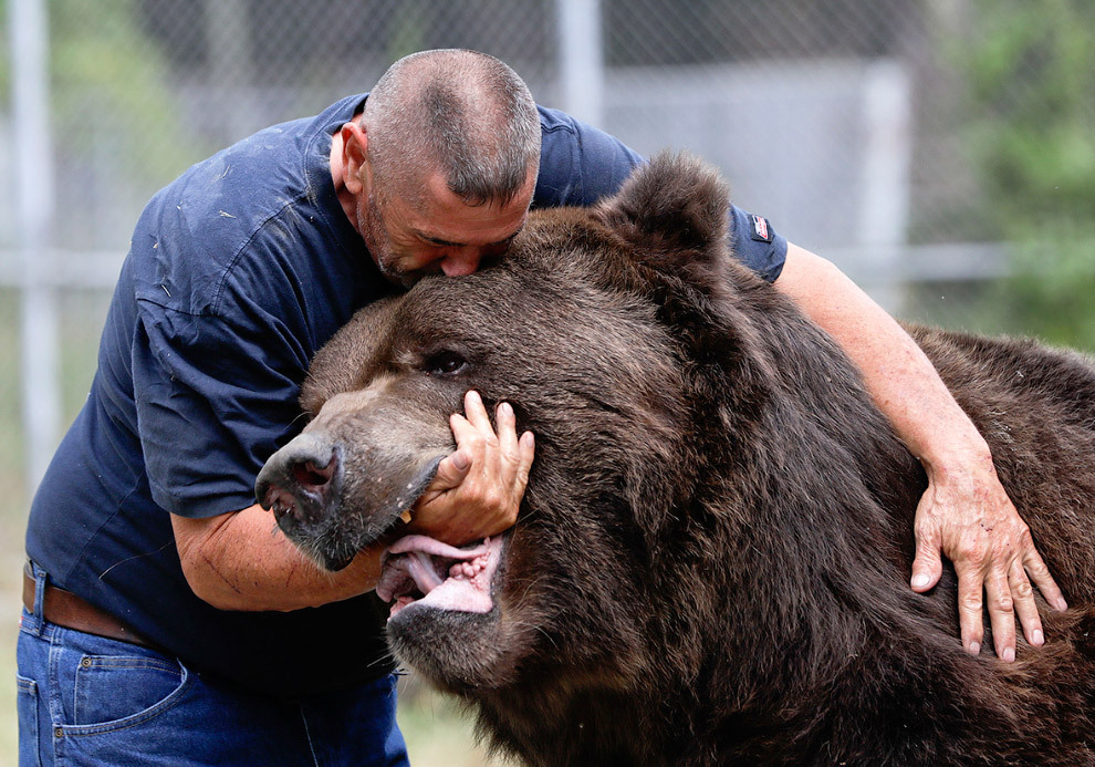 A Great Friend - The Bears, Kodiak, Friend, Longpost