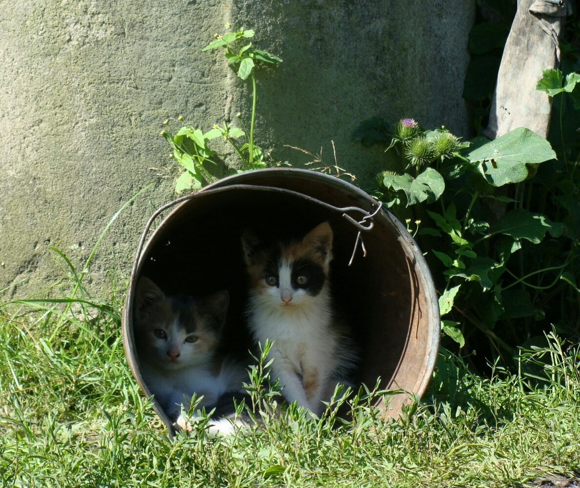 Half a bucket of kittens - Photo, Bucket, Cats and kittens, cat