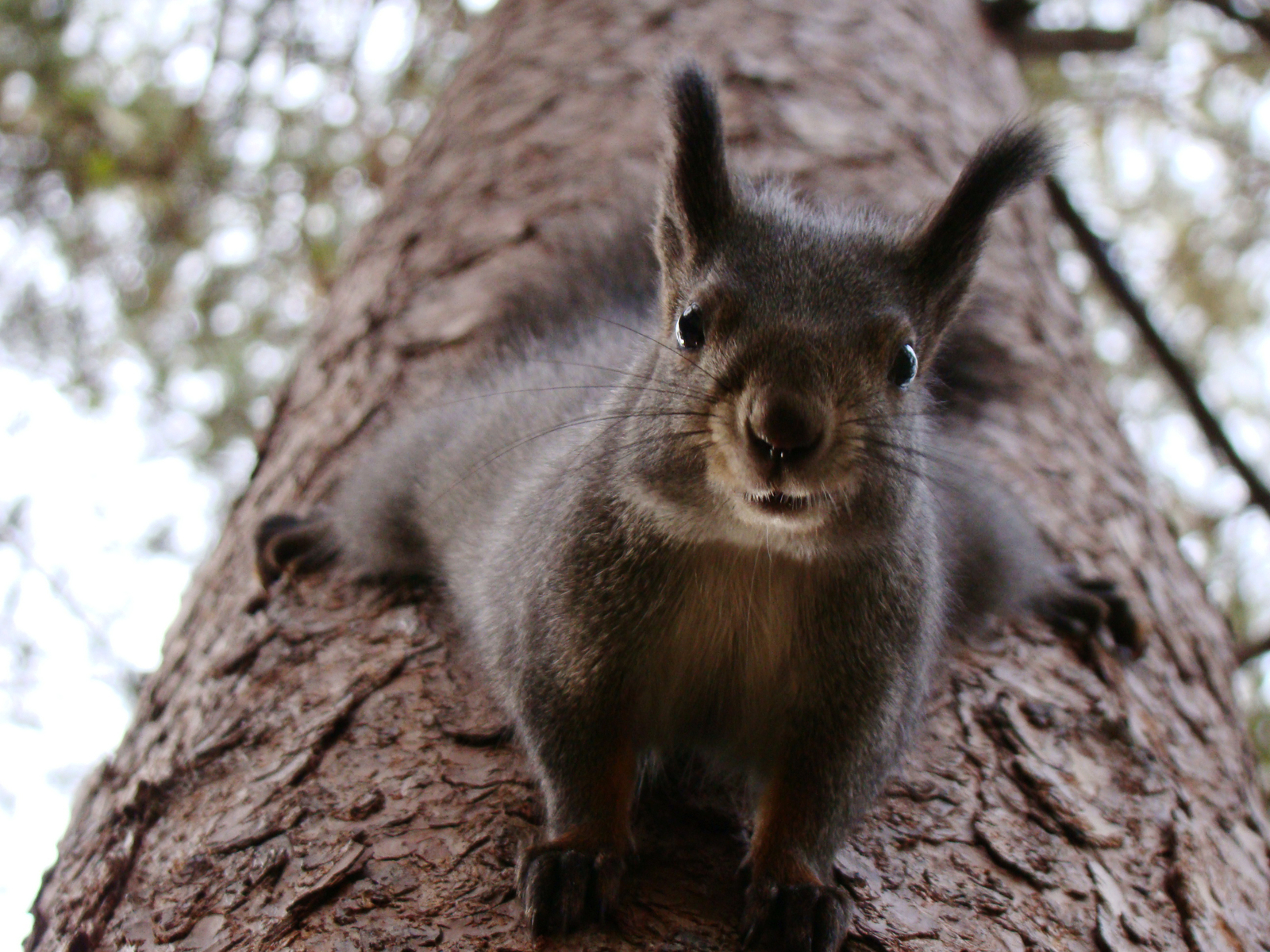 Pss, dude! Do you have nuts? :D - My, Squirrel, Charm