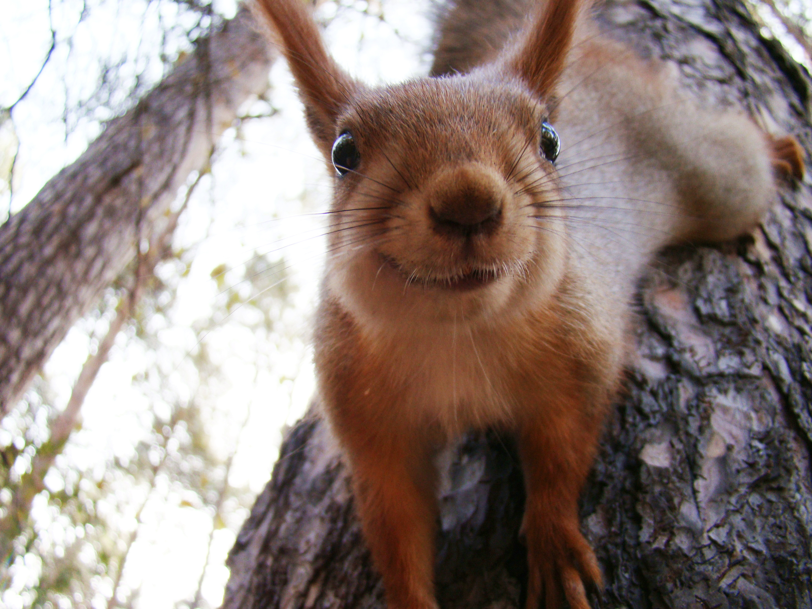 Pss, dude! Do you have nuts? :D - My, Squirrel, Charm