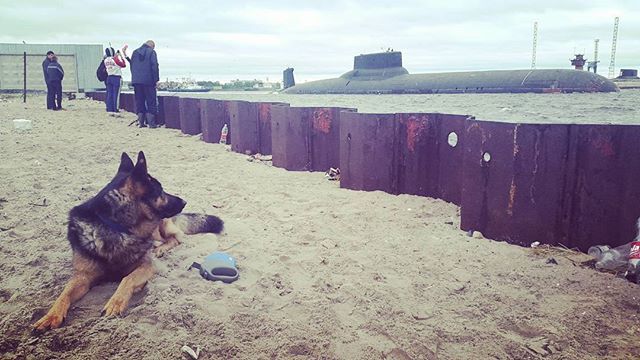 An ordinary walk with a dog in one of the cities of Russia - Photo, Dog, Submarine