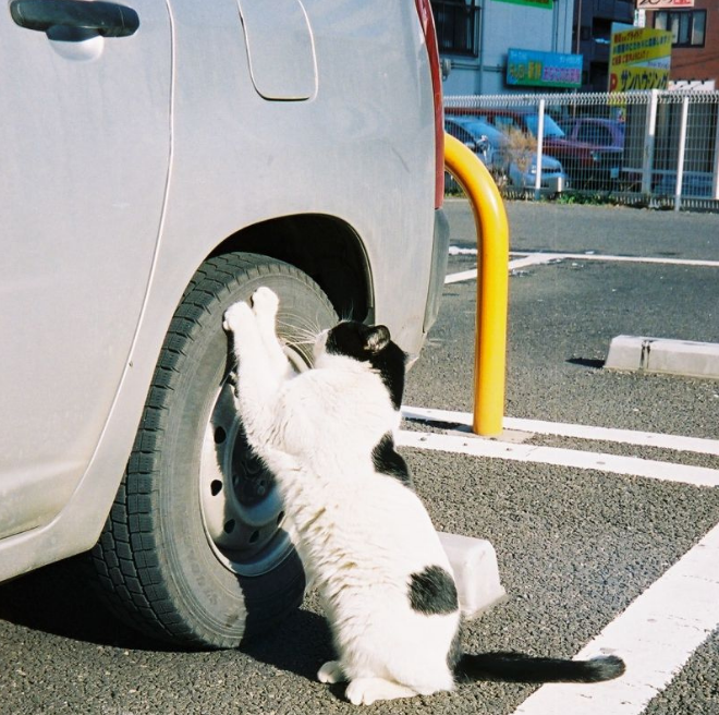 Here's to you for parking in my place! - cat, , Scratch