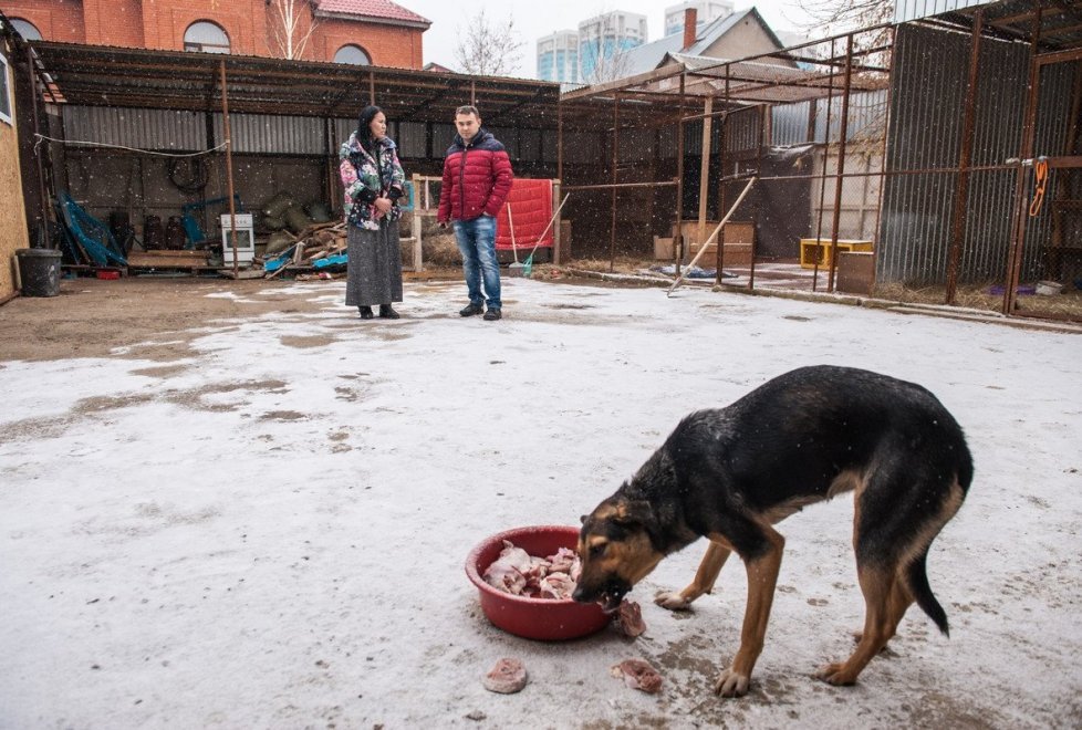 A resident of Astana gave the mansion as a shelter for 280 animals (continued) - Kindness, cat, cat house, Photo, Longpost, Kazakhstan, Dog