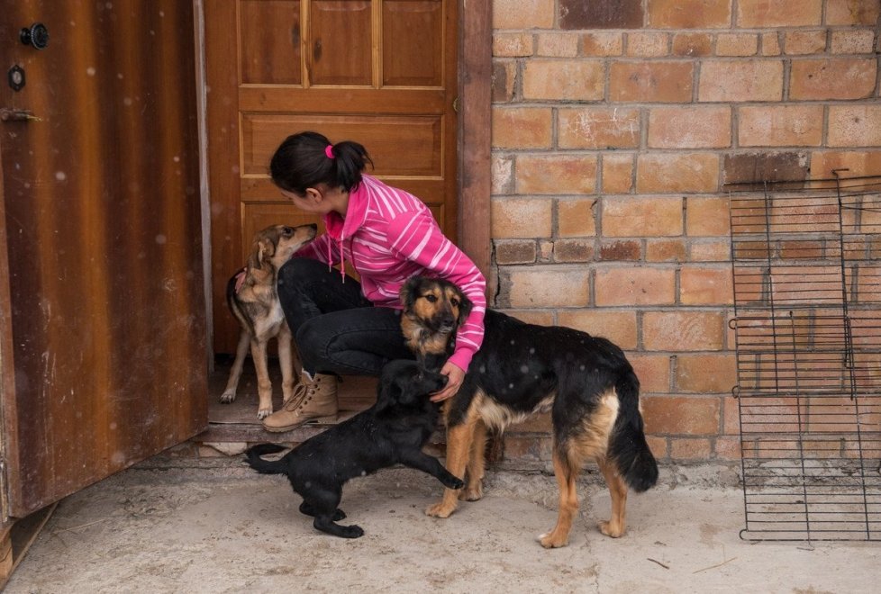 A resident of Astana gave the mansion as a shelter for 280 animals (continued) - Kindness, cat, cat house, Photo, Longpost, Kazakhstan, Dog