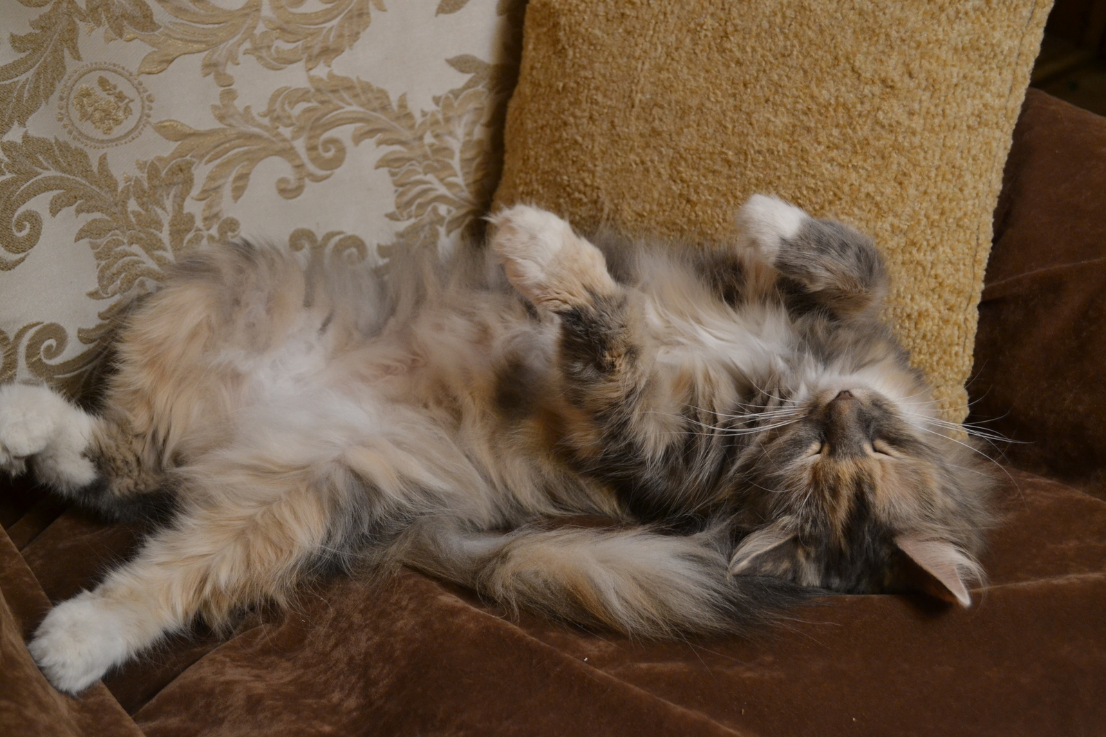 By the fireplace - My, cat, Fireplace, Heat