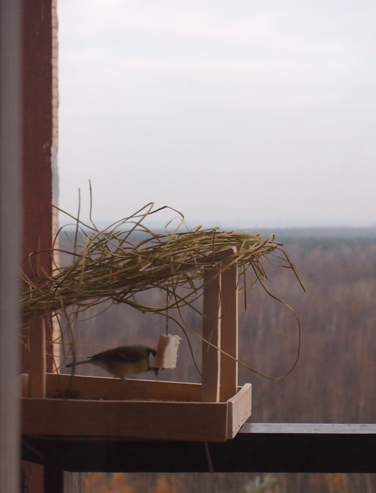 The first guests in the feeder - My, Tit, Trough, My, Longpost