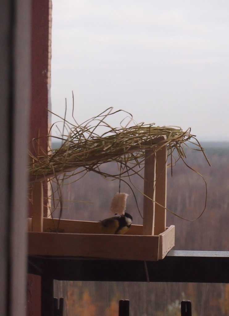 The first guests in the feeder - My, Tit, Trough, My, Longpost