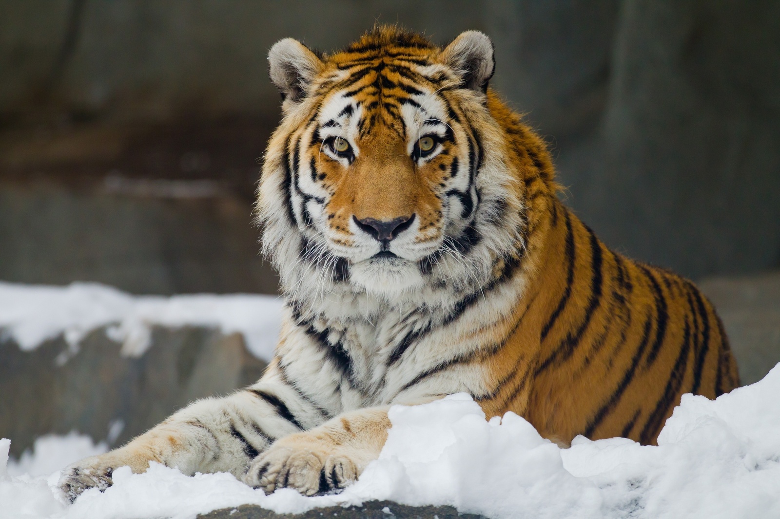 The tiger was caught near Vladivostok in the area of ??Lazurnaya Bay. - Russia, Vladivostok, Tiger