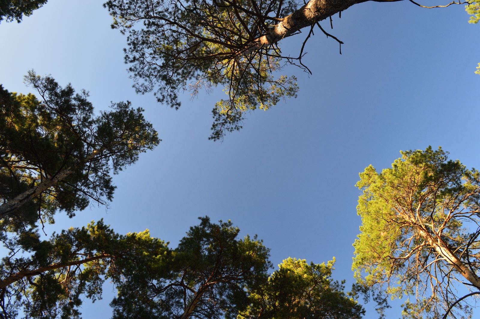 The story of a walk... - My, My, Photo, The photo, Siberia, Altai, Pavlovsk, Autumn, Nikon, Longpost, Altai Republic