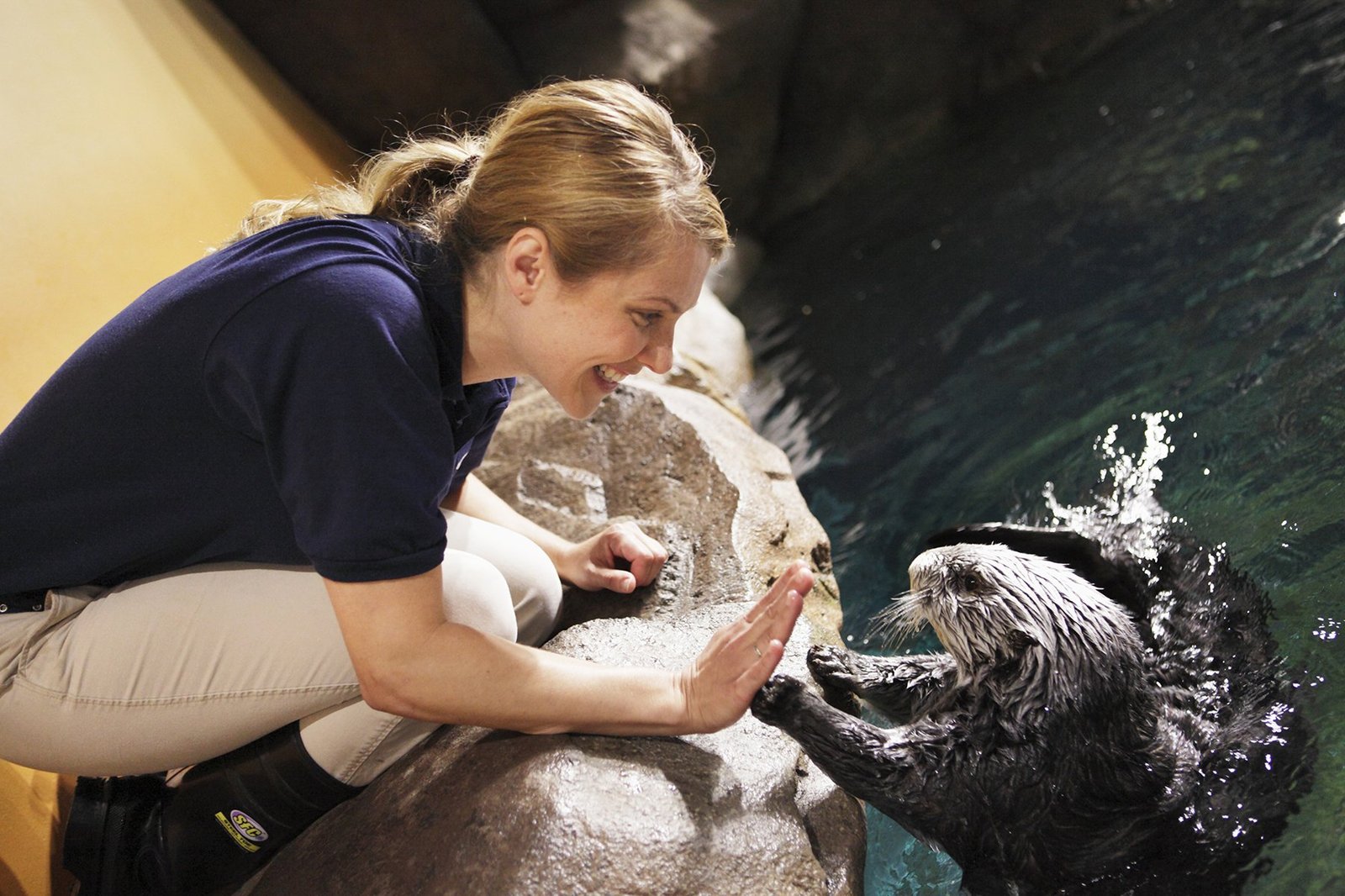 High five! - Otter, Otters, Milota, Animals, Sea otter