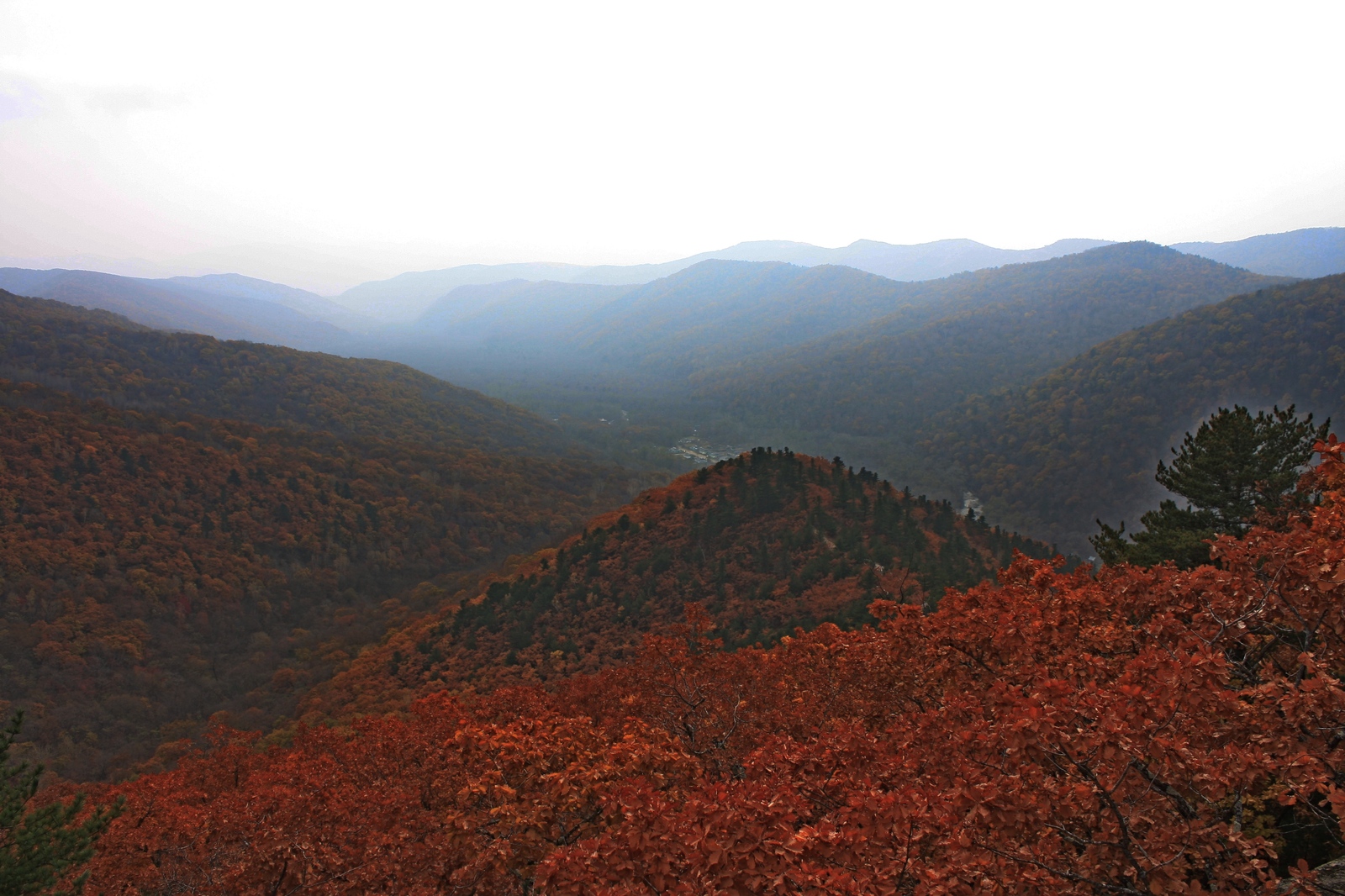 Red autumn Primorye - My, Autumn, Primorsky Krai, Nature, Photo