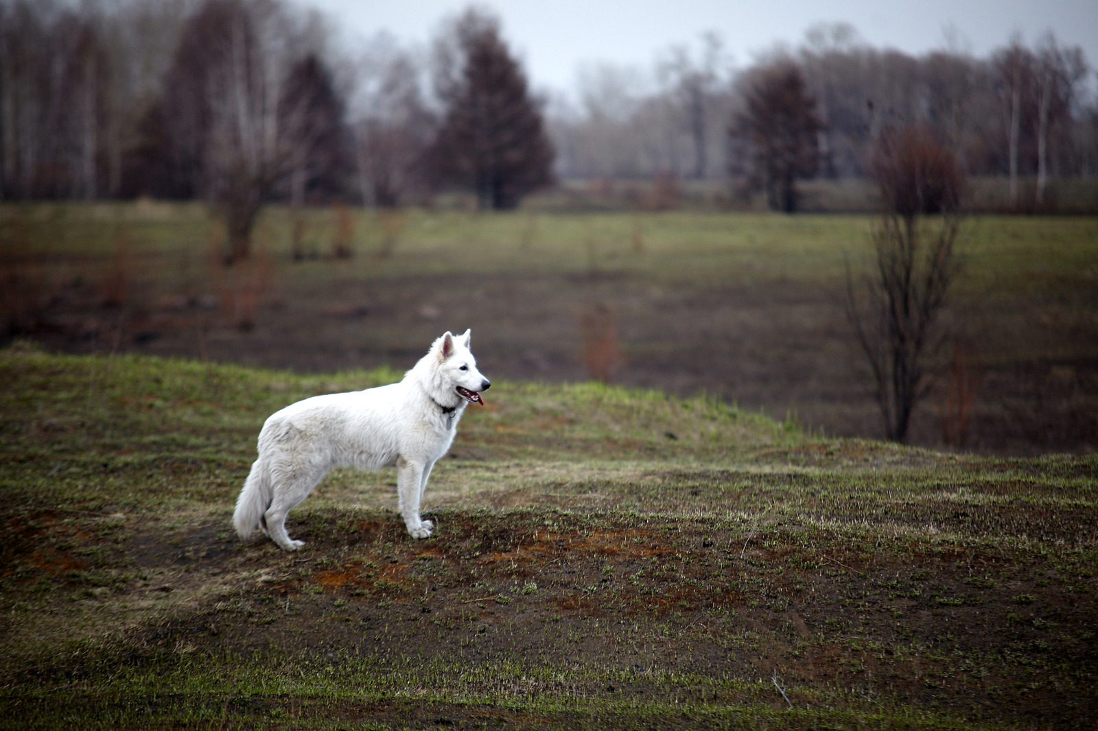 Animalism - My, Animalistics, Photo, Animals, The photo, Longpost