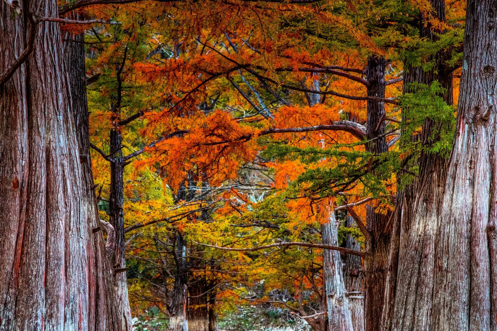 Осень В Краснодарском Крае Фото
