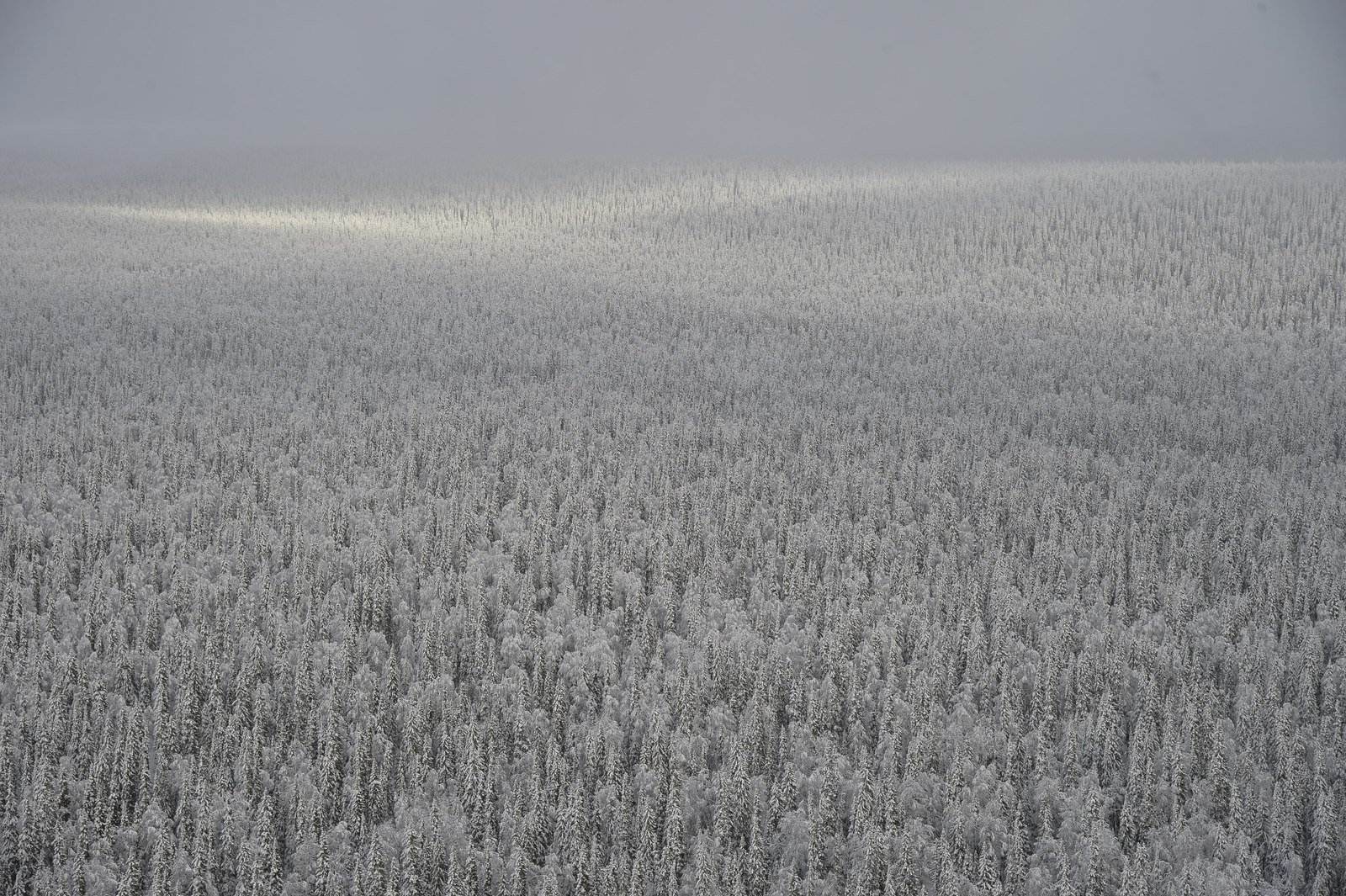 White silence - Winter, Snow