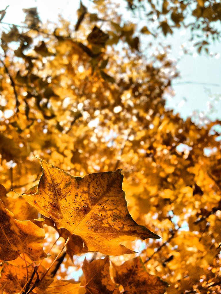 Warm lamp autumn - My, Autumn, Sheet, Novosibirsk, Nokia Lumia