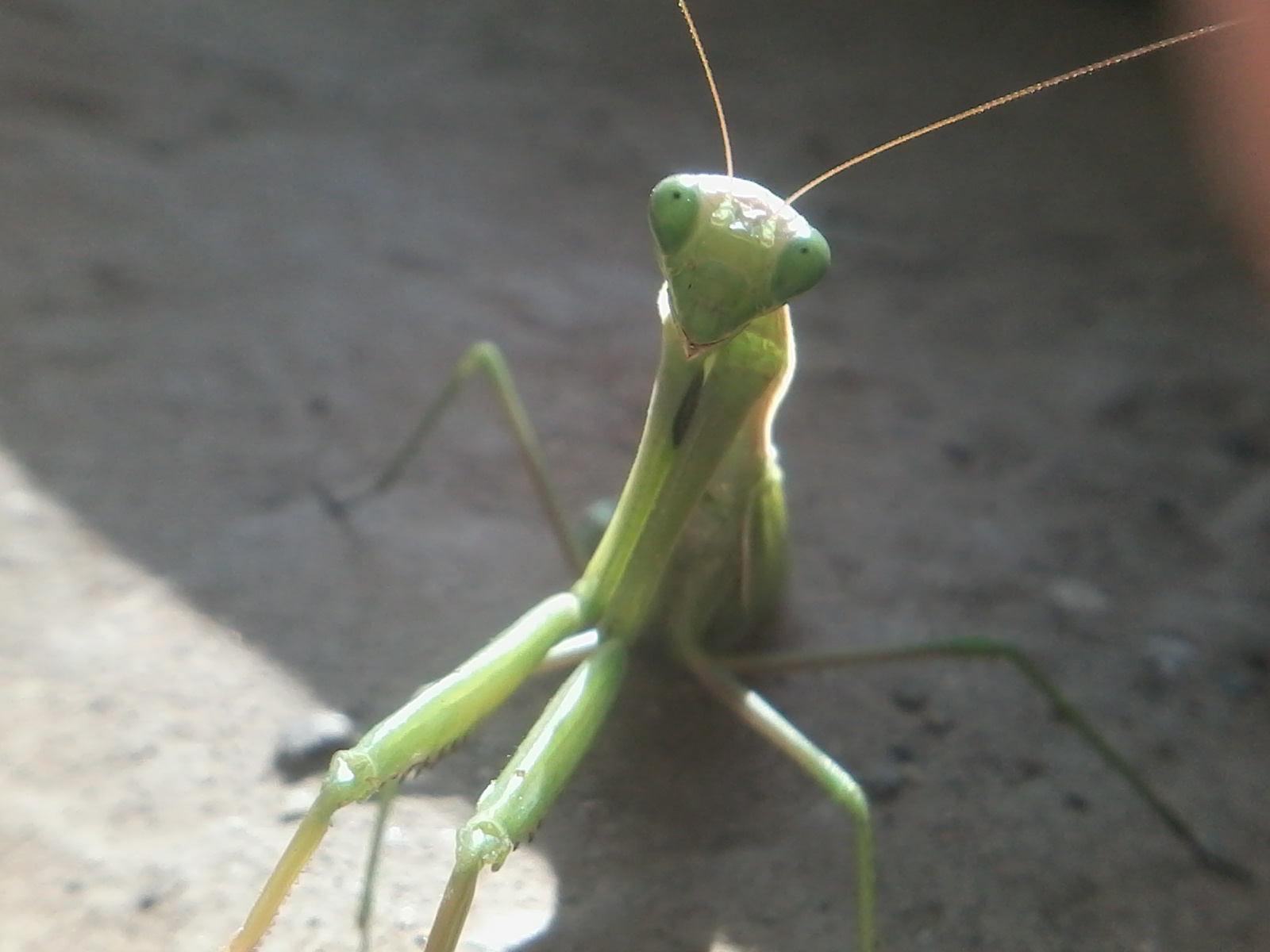 Nothing unusual. Just a mantis. - My, My, Mantis, Photo, Tag