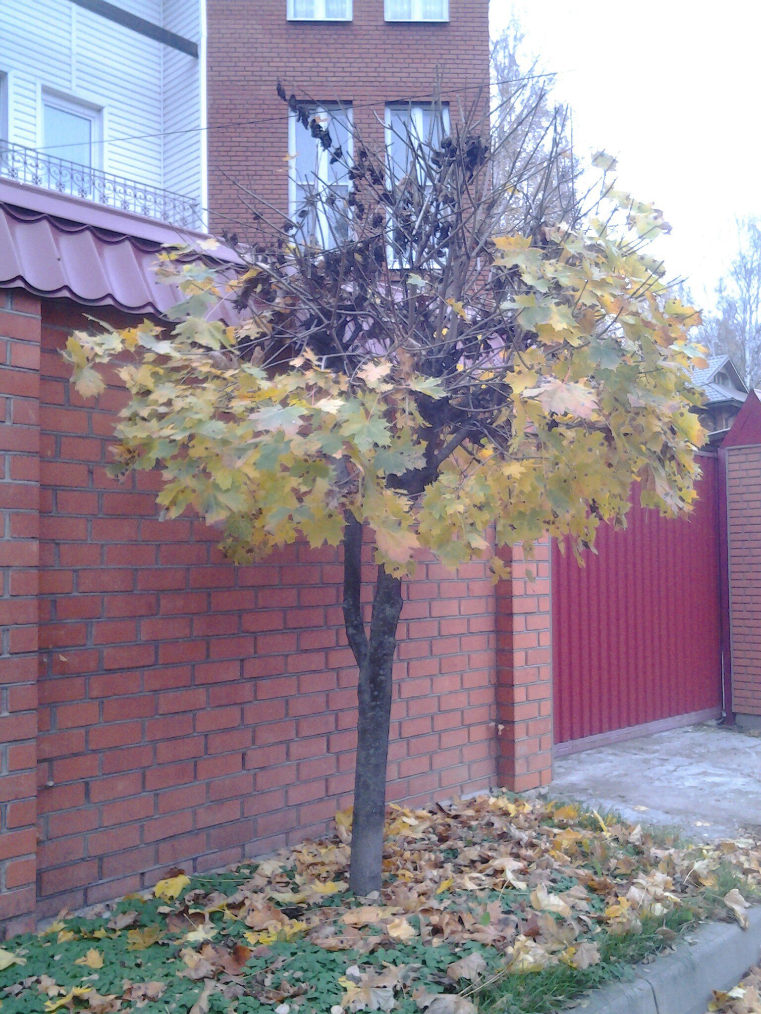 Fifty-fifty - My, Half, beauty, Tree, Foliage, Autumn