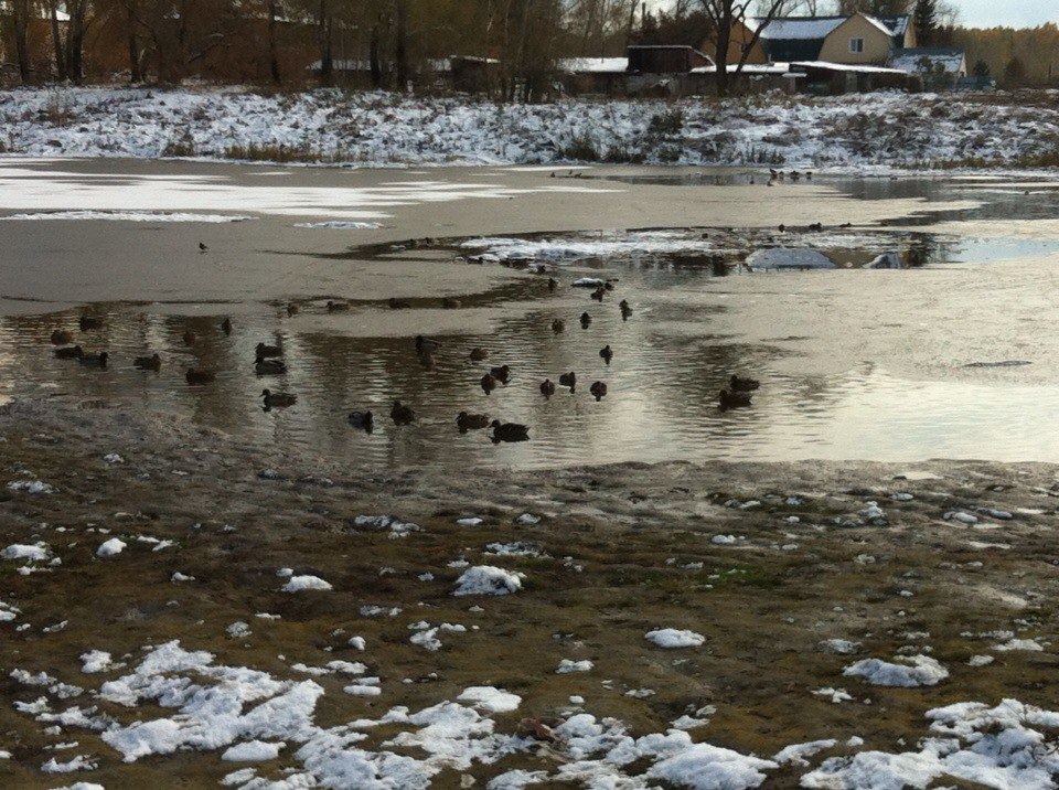 Novosibirsk. Cold! It's time for the ducks to go south! - My, Winter, Birds, Duck, Photo, Longpost