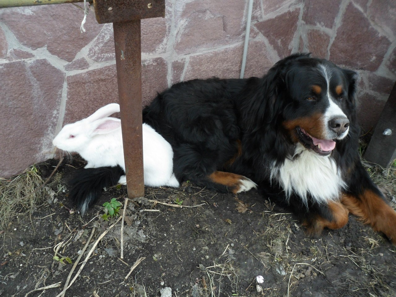 Rabbit - My, Rabbit, My, Animals, Story, Photo, Longpost