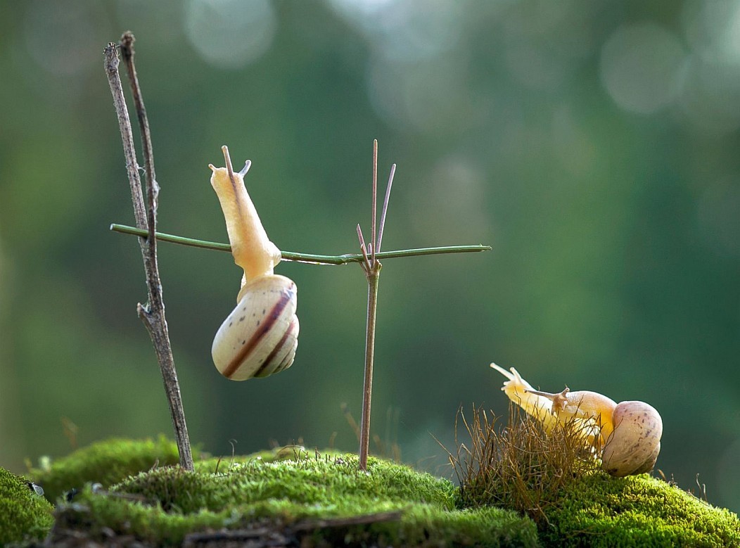 physical Culture - Snail, Horizontal bar, Nature