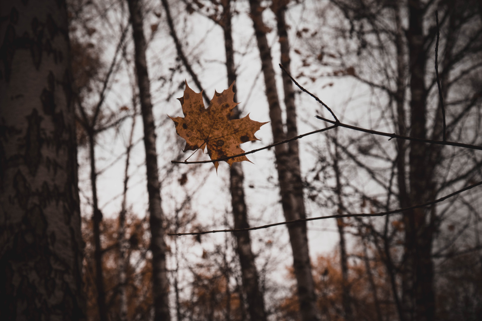 Izmailovsky Park - My, Photo, The photo, , Nikon d3300, Longpost