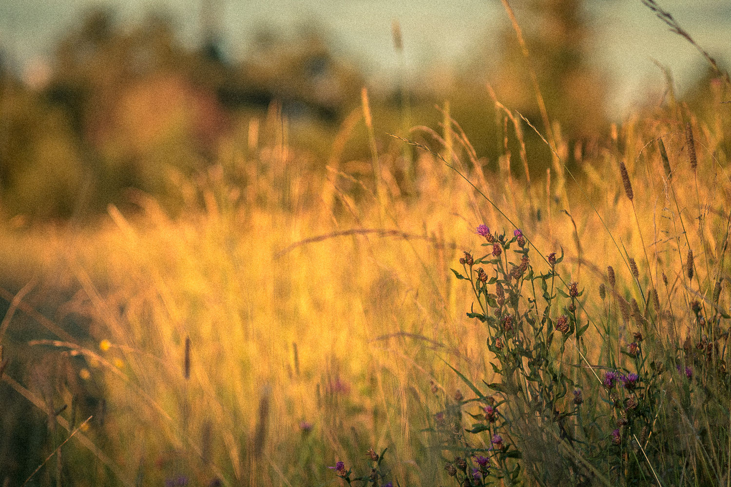 Summer mood. - My, Summer, Nature, Photo, Longpost